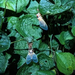 Ready or not, here they come