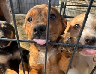 Free adoptions extended