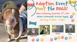 Bring home a furry friend