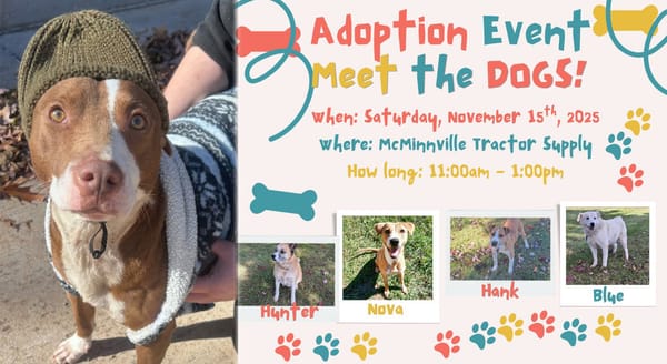 Bring home a furry friend