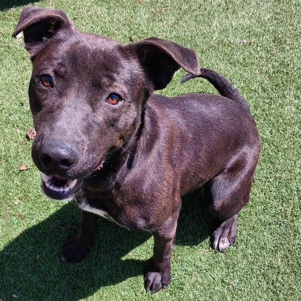 BOMA advances animal control improvements