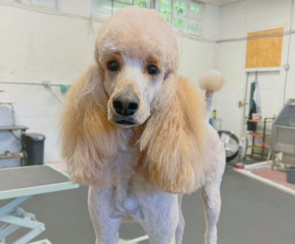 Pampered Pups: 931 Groom growing in Sparta