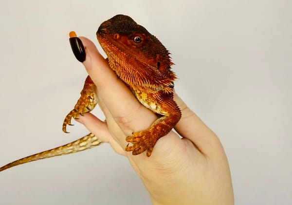 Fashion meets scales at Kourt’s Reptile Boutique
