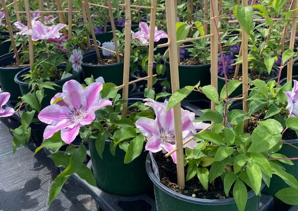 Back in Bloom: Local greenhouse opens for Spring planting